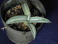 Click to see Agave_americana_Medio-Picta.jpg