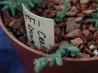 Click to see Crassula_lycopodioides.jpg