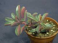 Click to see Peperomia_sp._RubyGlow.jpg