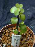 Click to see Portulacaria_afra.jpg