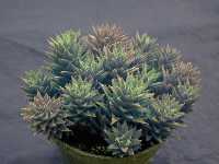 Click to see Succulent-genus_unknown_RobinOgg5099.jpg