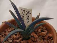 Click to see Yucca_filamentasa.jpg