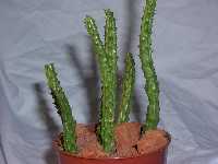 Click to see Succulent-unknown__4843-3.jpg